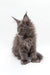 Gray fluffy Maine Coon kitten sitting upright, perfect for Acerola’s product showcase