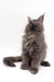 Gray long-haired cat with polydactyl paws sitting upright, showcasing its fluffy back