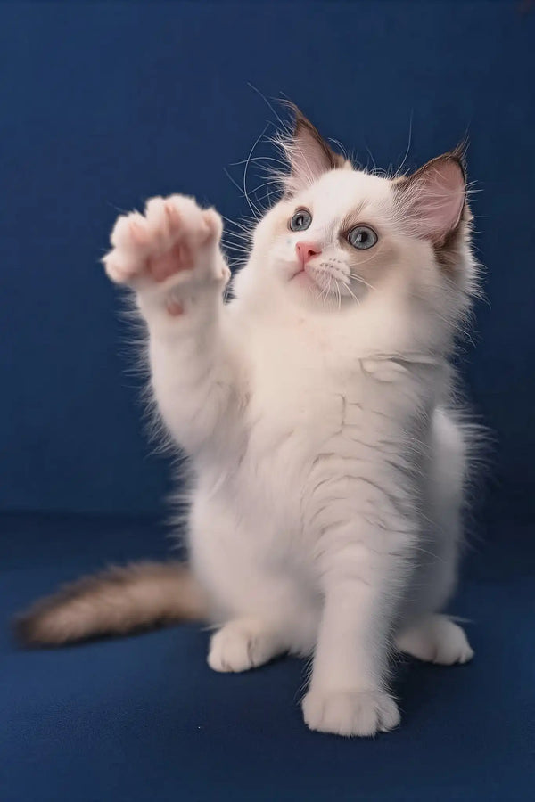 Achi | ragdoll kitten