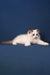 Achi | ragdoll kitten