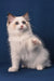 Achi | ragdoll kitten