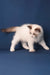 Achi | ragdoll kitten
