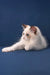 Achi | ragdoll kitten