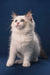 Achi | ragdoll kitten