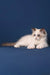 Achi | ragdoll kitten