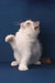 Achi | ragdoll kitten