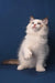 Achi | ragdoll kitten