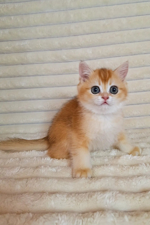 Golden British Shorthair kitten Achilles with sparkling blue eyes