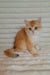 Golden tabby kitten posing cutely for Achilles British Shorthair Kitten product