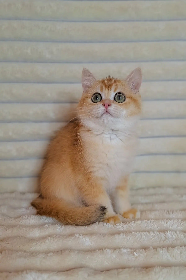 Golden British Shorthair kitten Achilles with wide eyes, super cute and playful