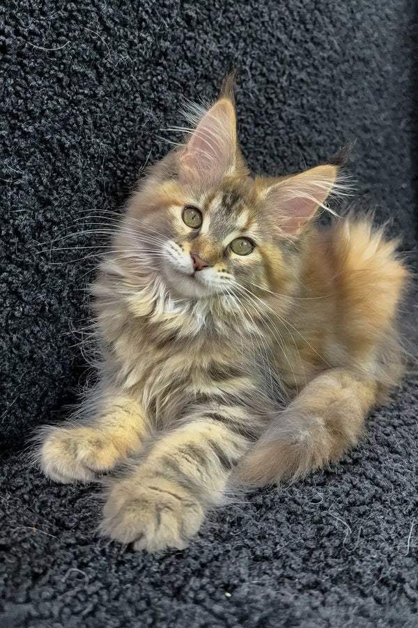 Ada | maine coon kitten