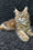 Ada | Maine Coon Kitten
