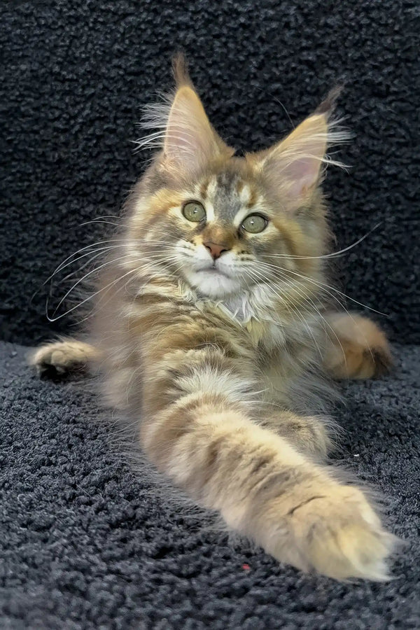 Ada | maine coon kitten