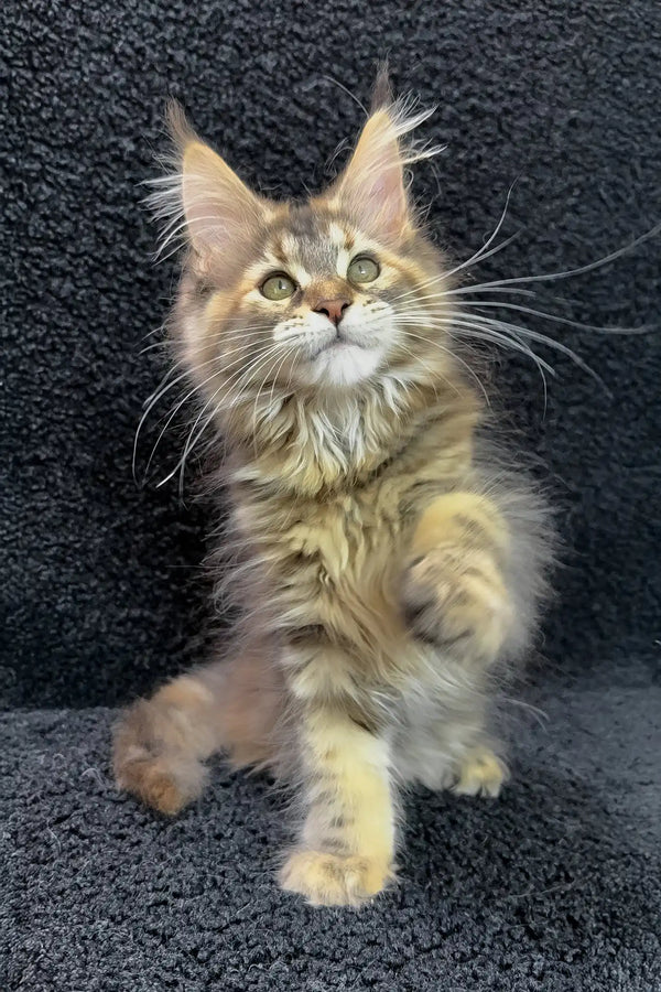 Ada | maine coon kitten