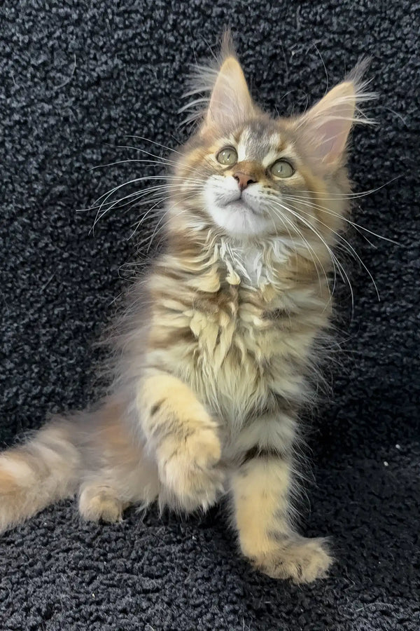 Ada | maine coon kitten