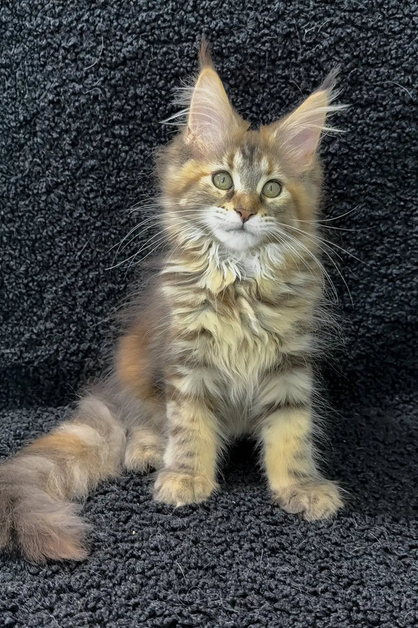 Ada | maine coon kitten