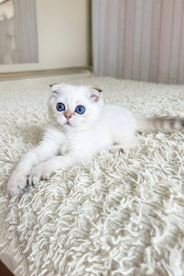 Ada | scottish fold kitten