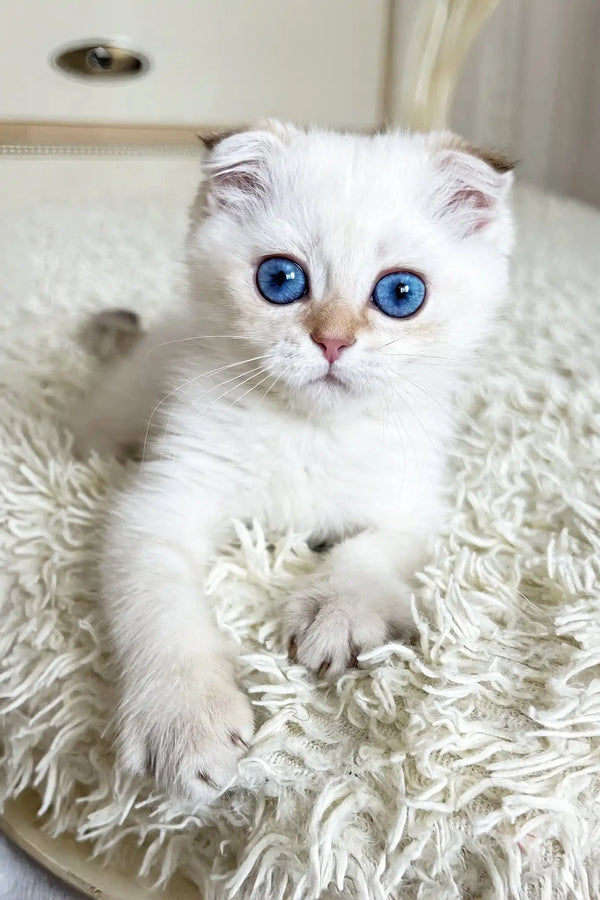 Ada | scottish fold kitten