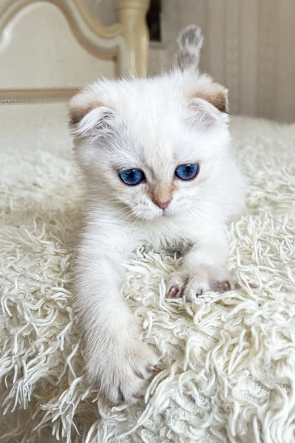 Ada | scottish fold kitten