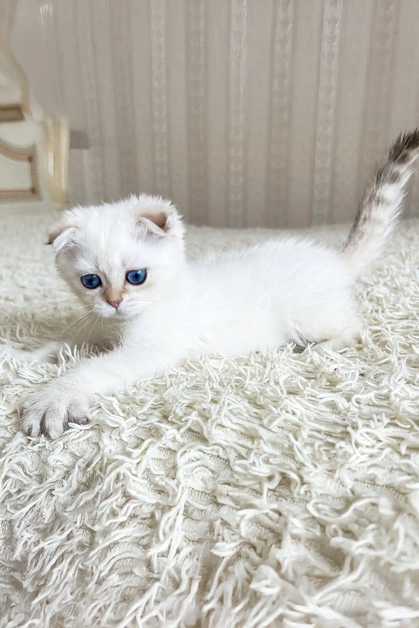 Ada | scottish fold kitten