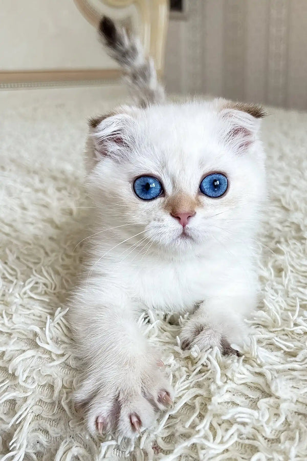 Ada | scottish fold kitten