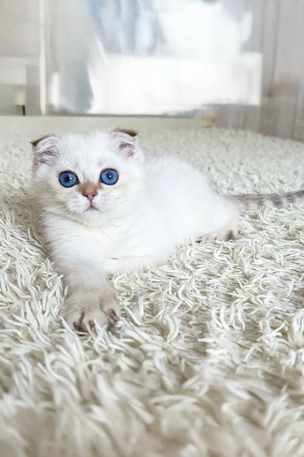Ada | scottish fold kitten