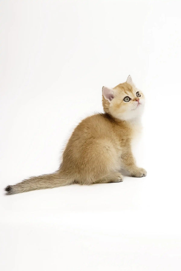Golden British Shorthair kitten named Adalig looking up adorably