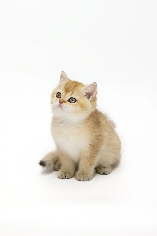 Golden British Shorthair kitten Adalig sitting cutely, ready to steal your heart