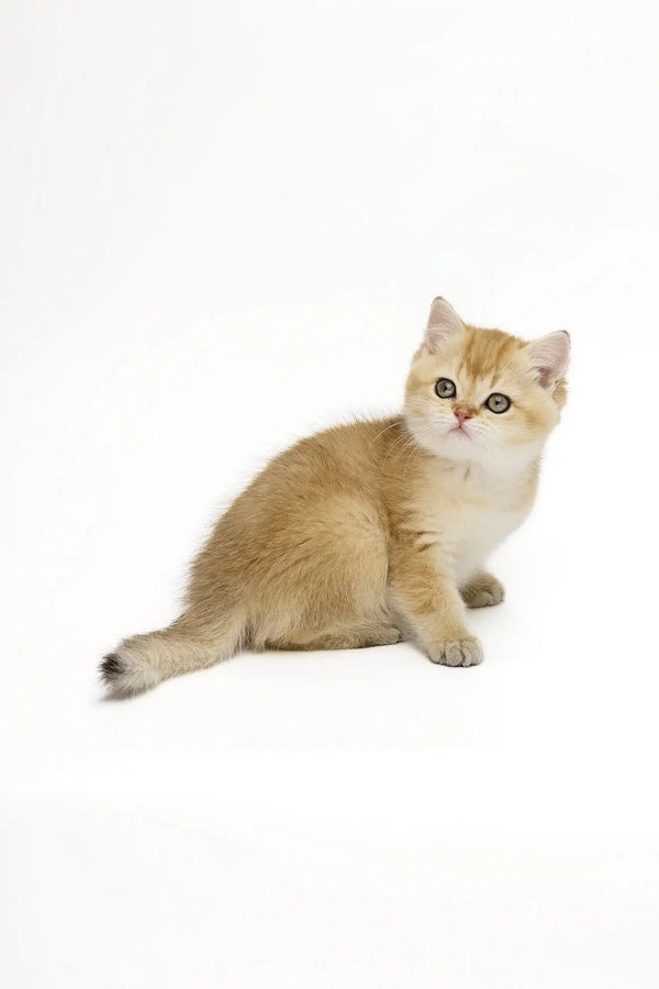 Cute Golden British Shorthair kitten in the Adalig product collection