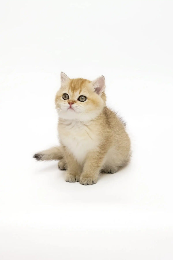 Golden British Shorthair kitten with big eyes from Adalig looking super cute