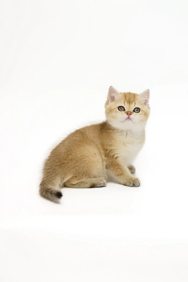 Golden British Shorthair kitten with round eyes from Adalig, super cute and playful