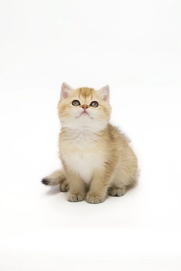 Golden British Shorthair kitten Adalig with big wide eyes, super cute and playful