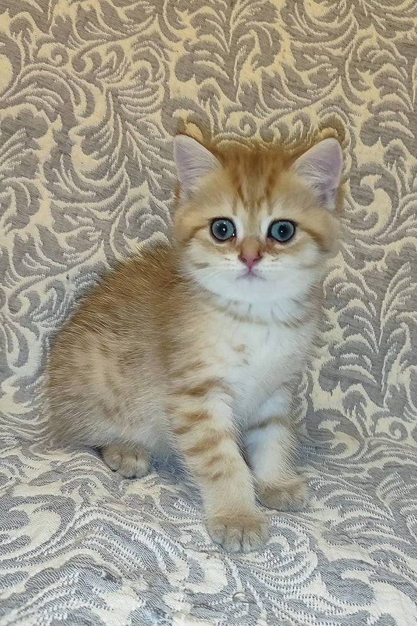 Adorable ginger and white British Shorthair kitten named Adam with bright blue eyes