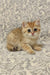 Cream and ginger British Shorthair kitten Adam with big blue eyes on patterned fabric