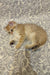 Cute cream and orange striped British Shorthair kitten named Adam lying on its side