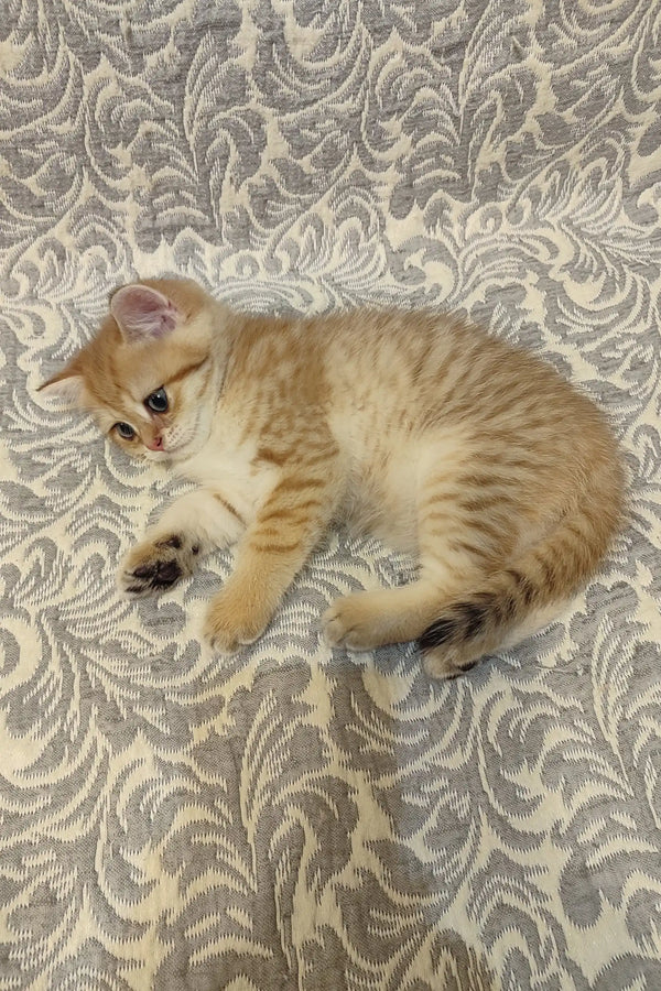 Cute cream and orange striped British Shorthair kitten named Adam lying on its side