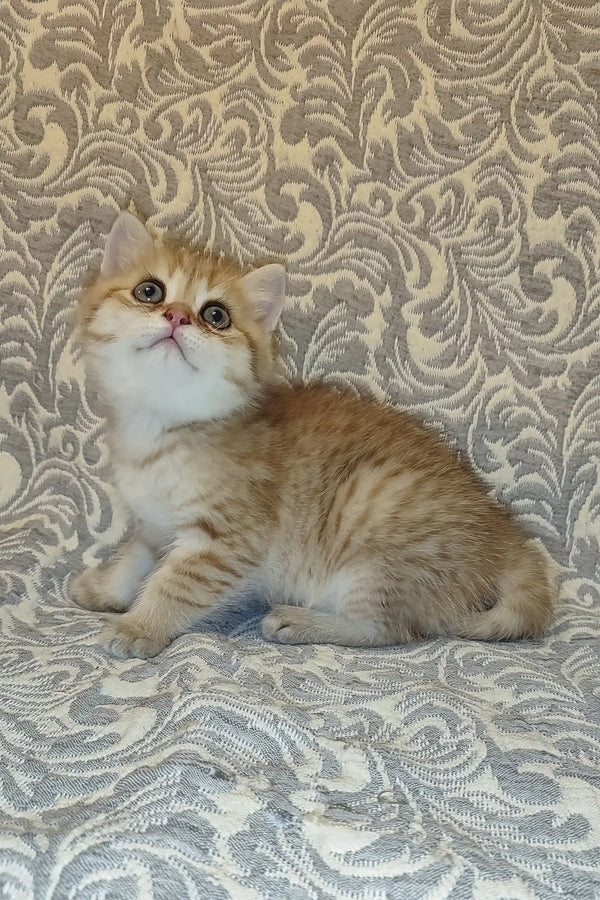 Fluffy golden-and-white Persian kitten with big round eyes for Adam British Shorthair