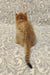 Ginger British Shorthair kitten Adam with striped tail on a cool patterned surface