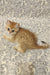 Ginger British Shorthair kitten Adam with spots lounging on a patterned surface