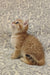 Curious ginger kitten looking up in Adam British Shorthair Kitten product photo