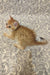 Cute Ginger kitten Adam from British Shorthair lying on side with paws outstretched