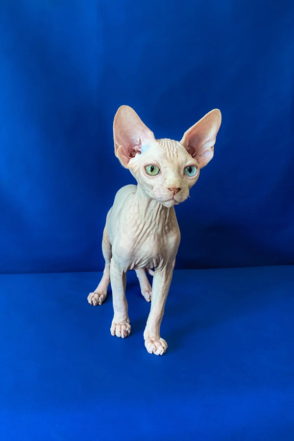 Adorable Canadian Sphynx kitten Adam with large ears and unique wrinkled skin