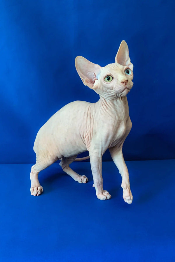 Cute Hairless Sphynx Cat with Big Ears in Adam | Canadian Sphynx Kitten Product
