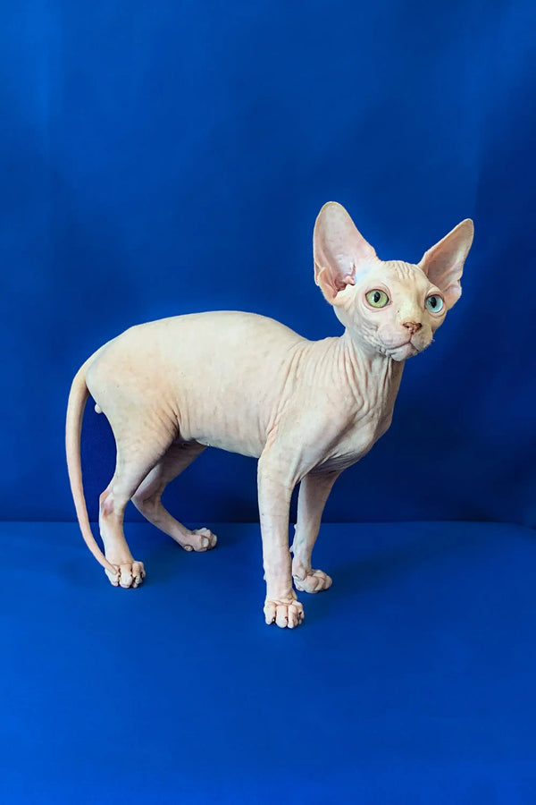 Hairless Sphynx cat with pale skin and big ears, a perfect Canadian Sphynx kitten