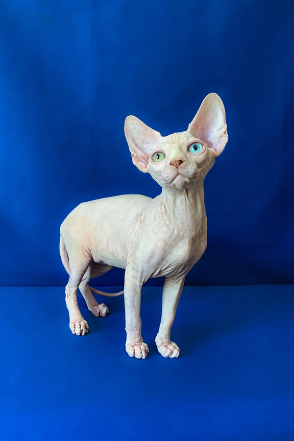 Adorable Hairless Sphynx Kitten Adam with large ears and striking green eyes