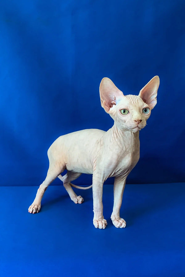 Hairless Canadian Sphynx kitten Adam with large ears standing on all fours