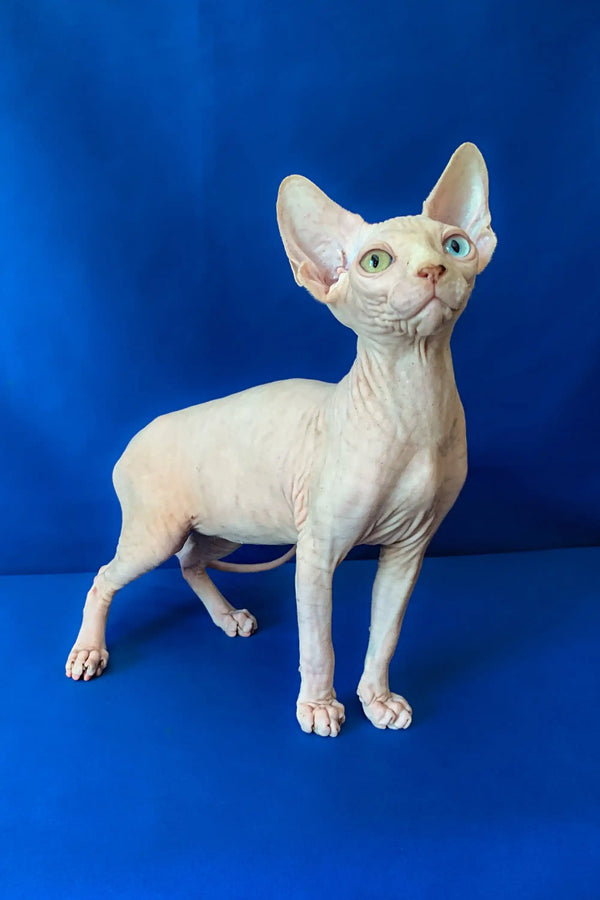 Adorable Hairless Sphynx cat with big ears and green eyes, perfect Canadian Sphynx kitten