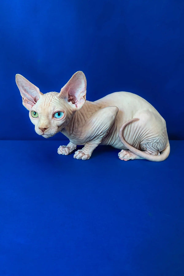 Cute Hairless Sphynx kitten Adam with big ears and wrinkles against a blue backdrop