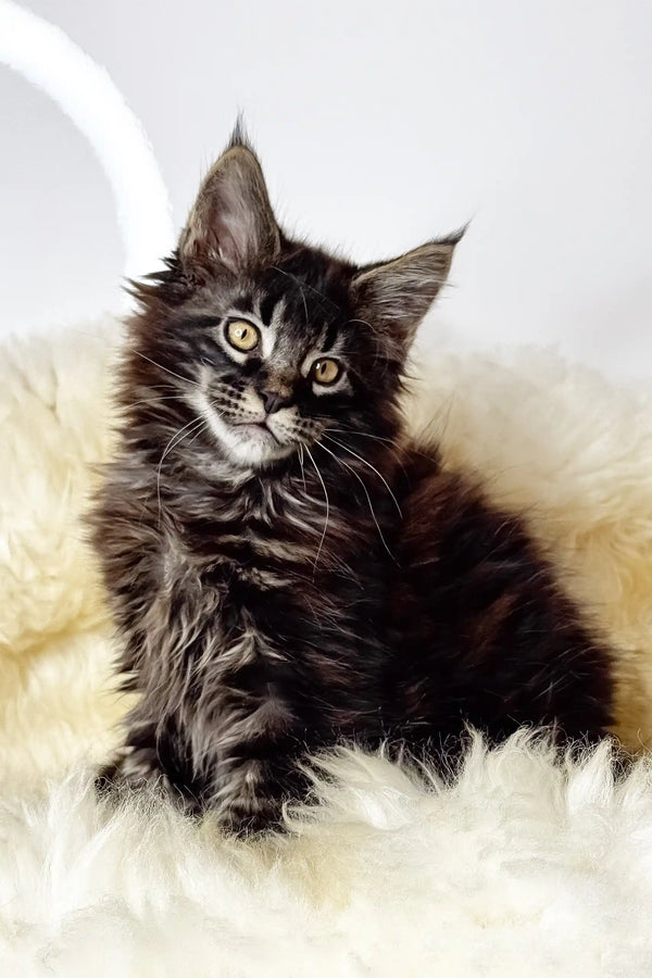 Adam | maine coon kitten