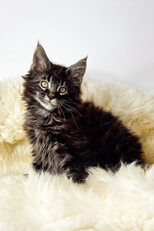 Adam | maine coon kitten